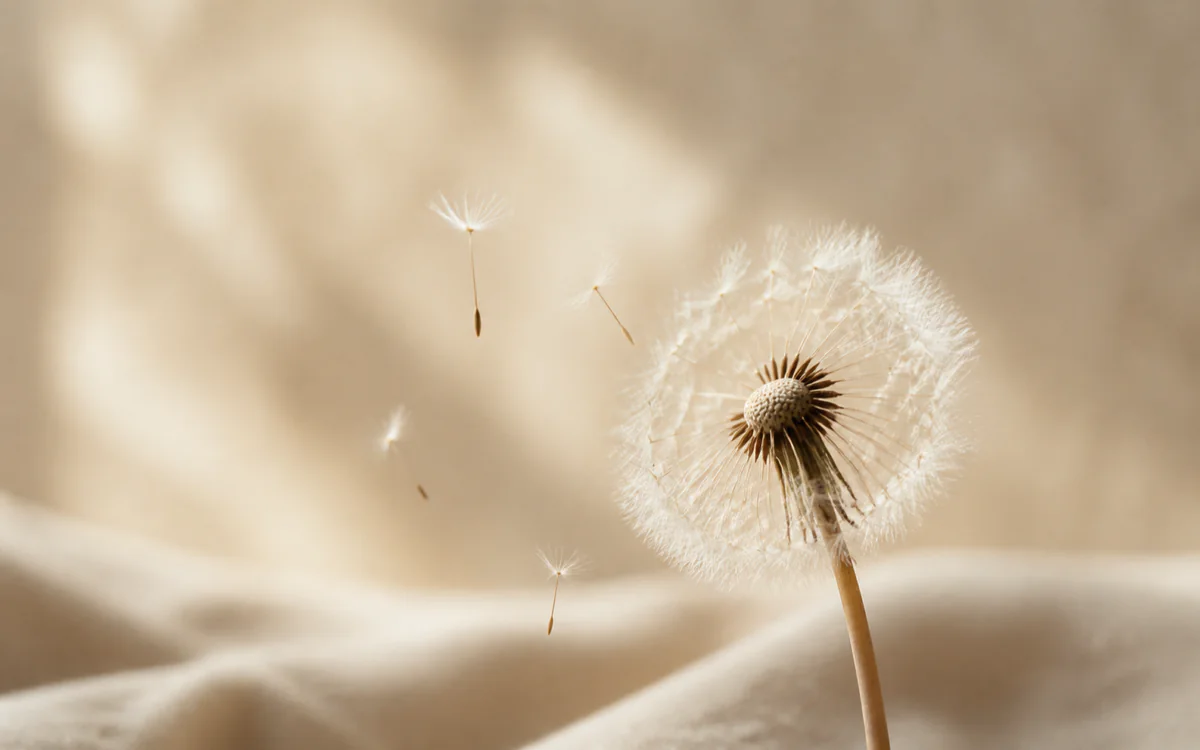 Dandelion seed head releasing a few seeds in warm afternoon light